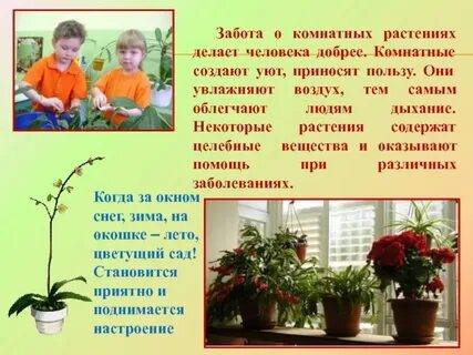Комнатные растения на здоровье человека