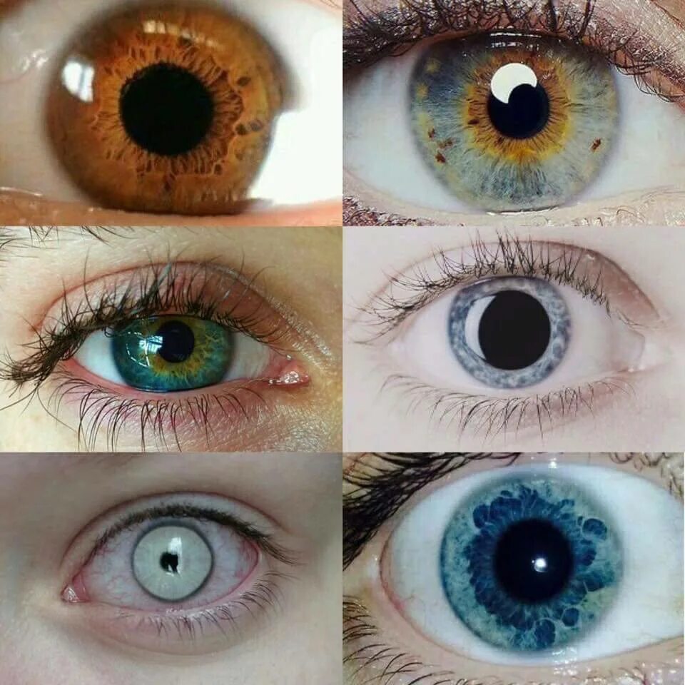 Глаза сравнение. Цвет глаз. Расцветки глаз человека. Оттенки глаз. Цвета Радужки глаз человека.