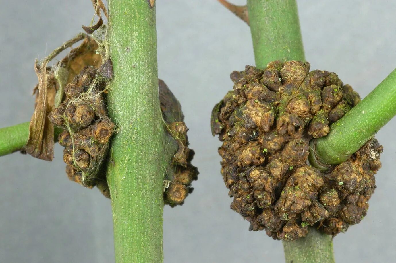 Plant disease. Agrobacterium корончатый Галл – tumefaciens. Агробактерии tumefaciens. Бактерия Agrobacterium tumefaciens.