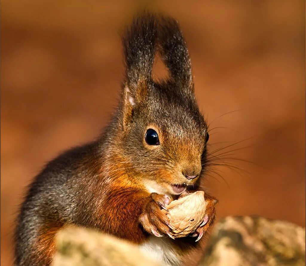 белки едят орехи. белка ядра чистый изумруд. белка песенки поёт. белка с изумрудным орехом. белка песенки поёт да орешки все грызёт.