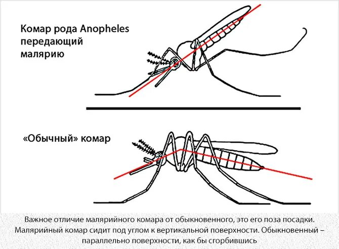 Почему для борьбы с малярией. Комар и малярийный комар различие. Малярийный комар и Пискун. Возбудитель малярии в Комаре. Отличие комара Пискуна от малярийного комара.