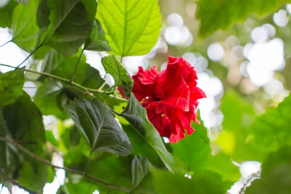 Родовое название китайской розы 8. Тамчыгол цветок.
