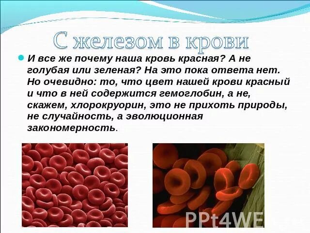 Есть ли слово кровь. Почему кровь красная. Цвет человеческой крови. Почему кровь человека красная. Почему кровь красного цвета.