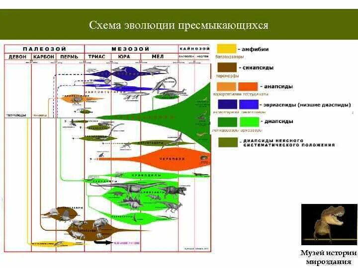 Эволюция видов рыб. Эволюция рептилий схема. эволюция млекопитающих схема. происхождение птиц и млекопитающих. млекопитающие эволюция развития схема.