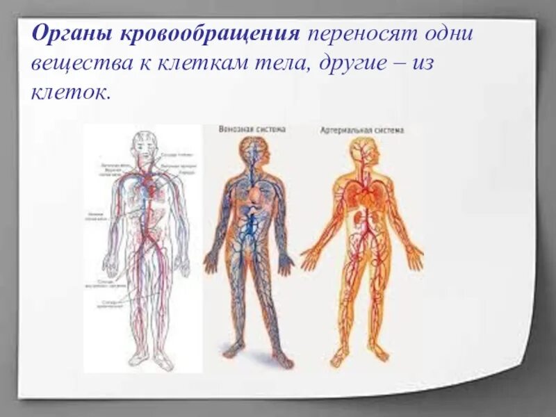 Органы кровообращения человека. Система органов кровообращения. Органы кровообращения человека 3 класс. Органы кровообращения 4 класс.