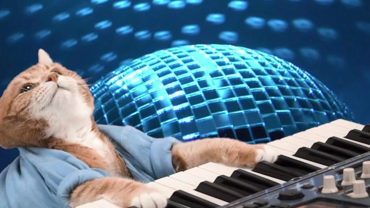 I play with cat. Кейборд Кэт. Charlie Schmidt's Keyboard Cat. Кот пианист.