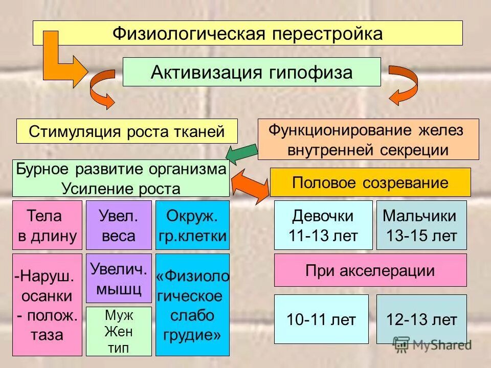 Физиологические перестройки