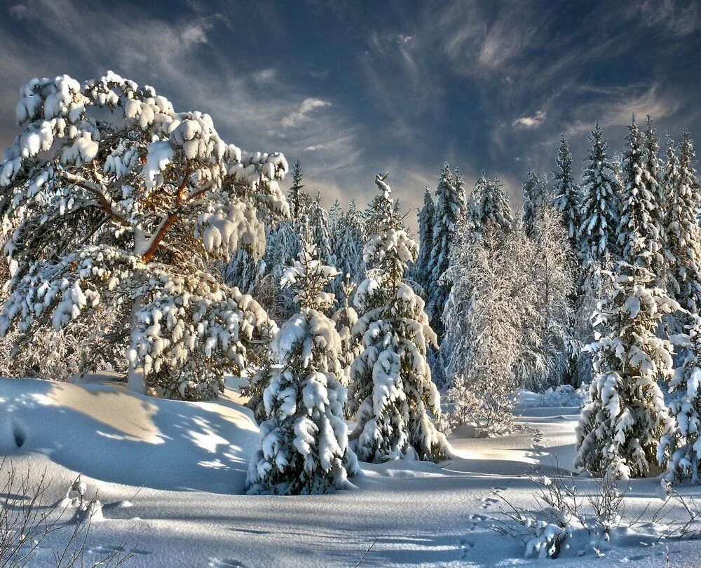 Красивый зимний лес. Сказочный зимний лес. Сказочная зима фото. Русский лес зимой.