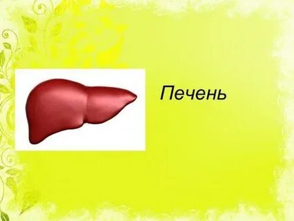 Печень это орган какой