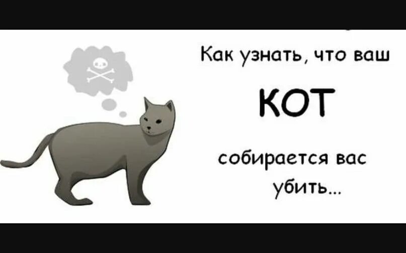 Как понять что хочет кот. Как понять что ваш кот.