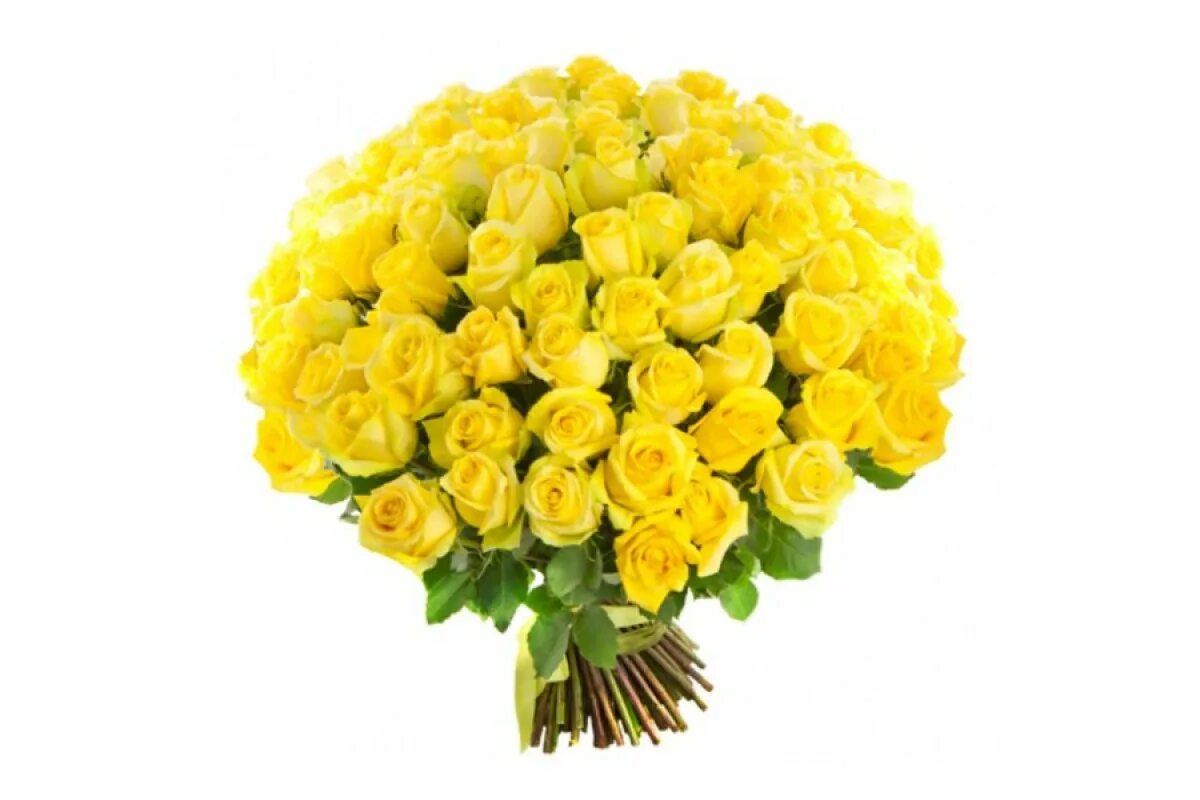 Огромные желтые букеты. Букет желтых роз 51шт. Букет из эквадорских желтых роз. Огромный жёлтый букет.