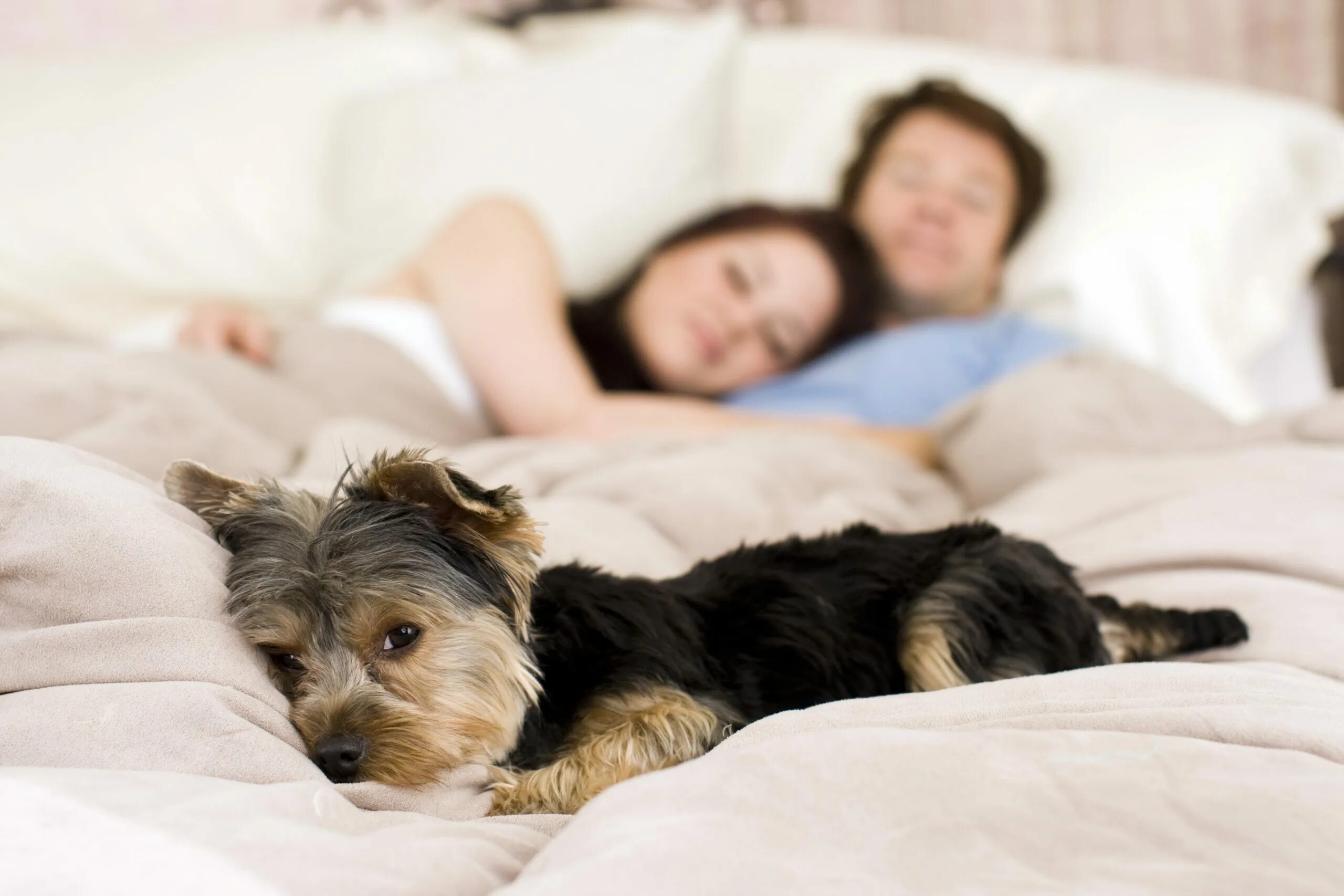 Animal bed. Собачка в кровати. Спящие животные. Собака в одеяле. Кровать для собаки.