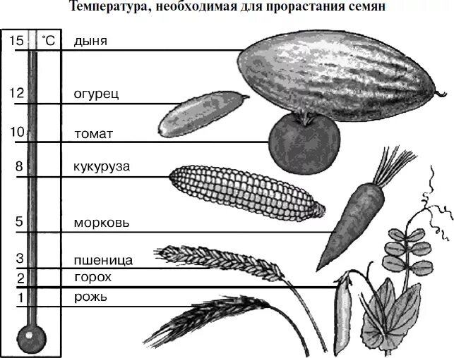 Какие условия необходимы для прорастания семян растений. Минимальная температура прорастания семян. Оптимальная температура для прорастания семян. Температура прорастания семян 6 класс биология. Условия прорастания семян температура.