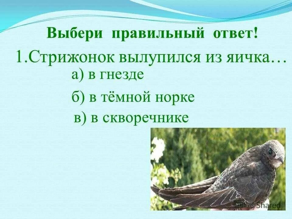 Стрижонок скрип. Астафьев в. "Стрижонок скрип". Презентация в. Астафьев " Стрижонок скрип". План по тексту стрижонок скрип