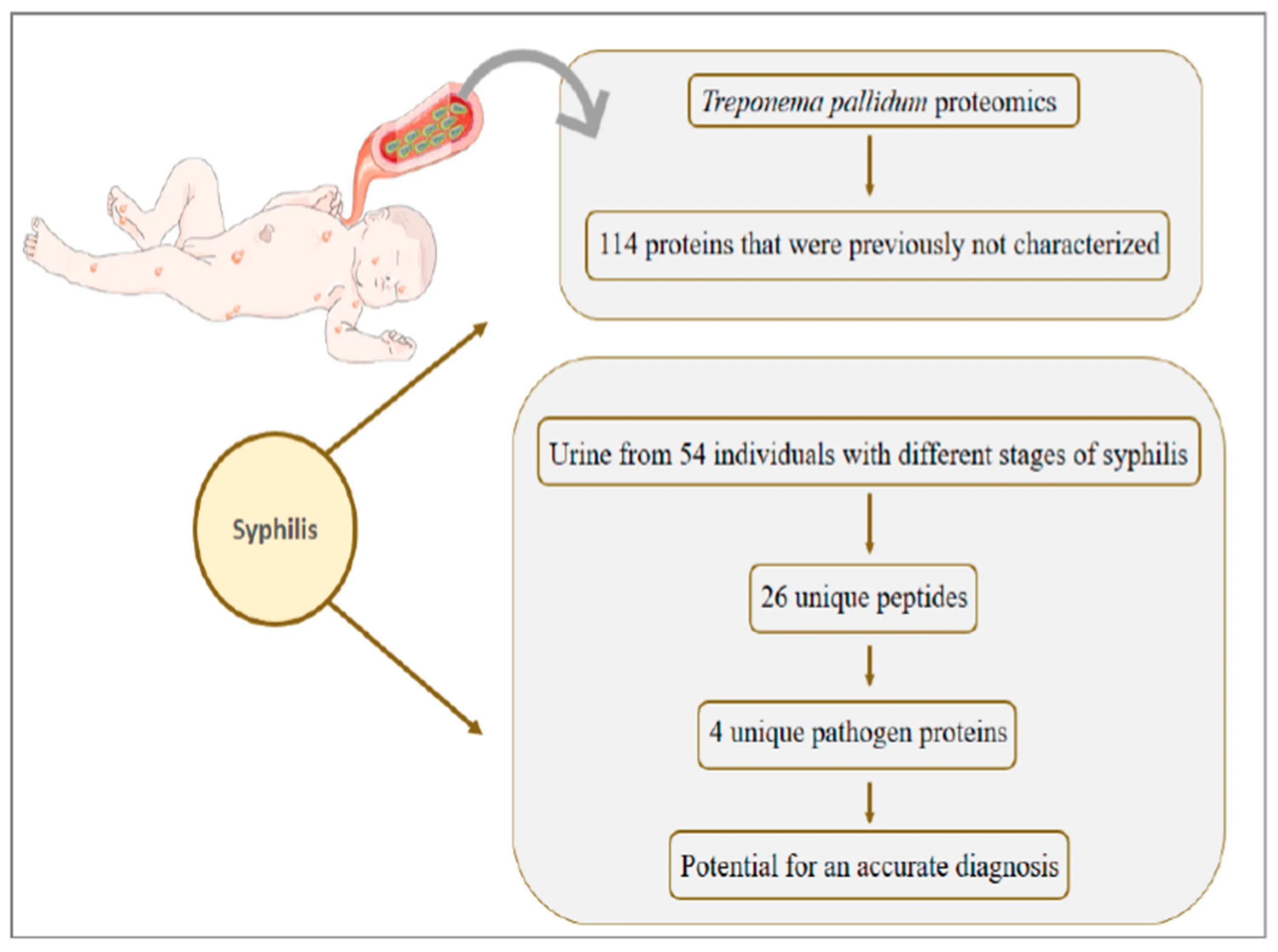 Treponema pallidum igм igg. Трепонема паллидум строение. Антигены трепонемы паллидум. ИФА трепонема паллидум. АТ К Treponema pallidum что это такое.