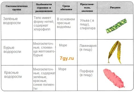 Характеристика низших растений 6 класс биология