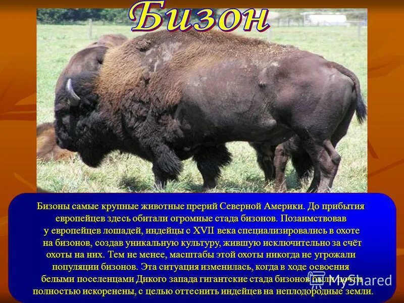 В какой зоне обитает зубр. Бизон обитает. Где водятся бизоны. Бизон описание. Где обитает Бизон на каком материке.