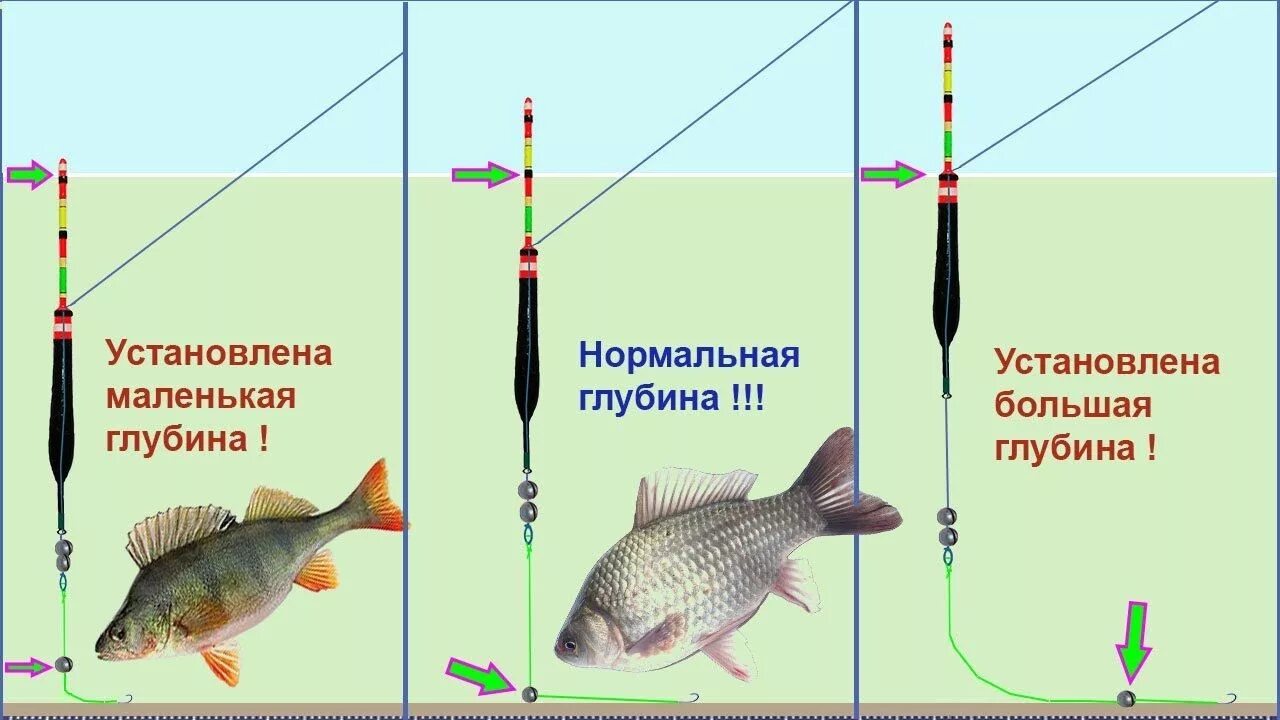 Рыбалка на карася, секреты для новичков и не только Охота на рыбалку Дзен