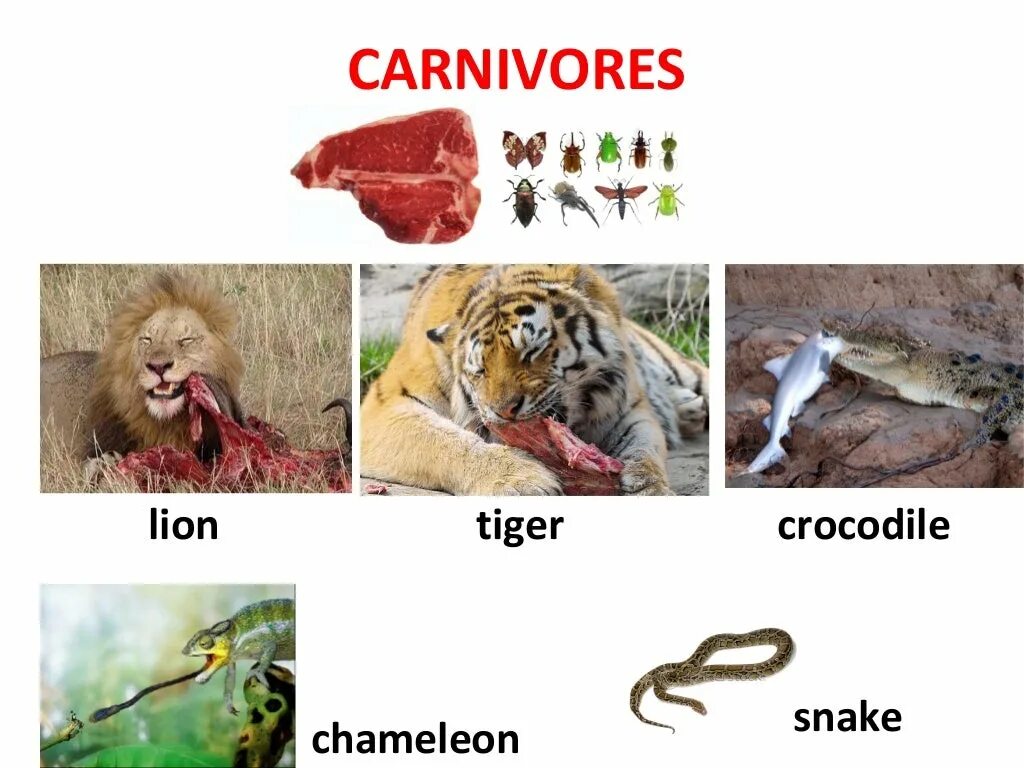 Carnivore перевод. Какие животные плотоядные. Carnivore animals. Herbivore Carnivore Omnivore.