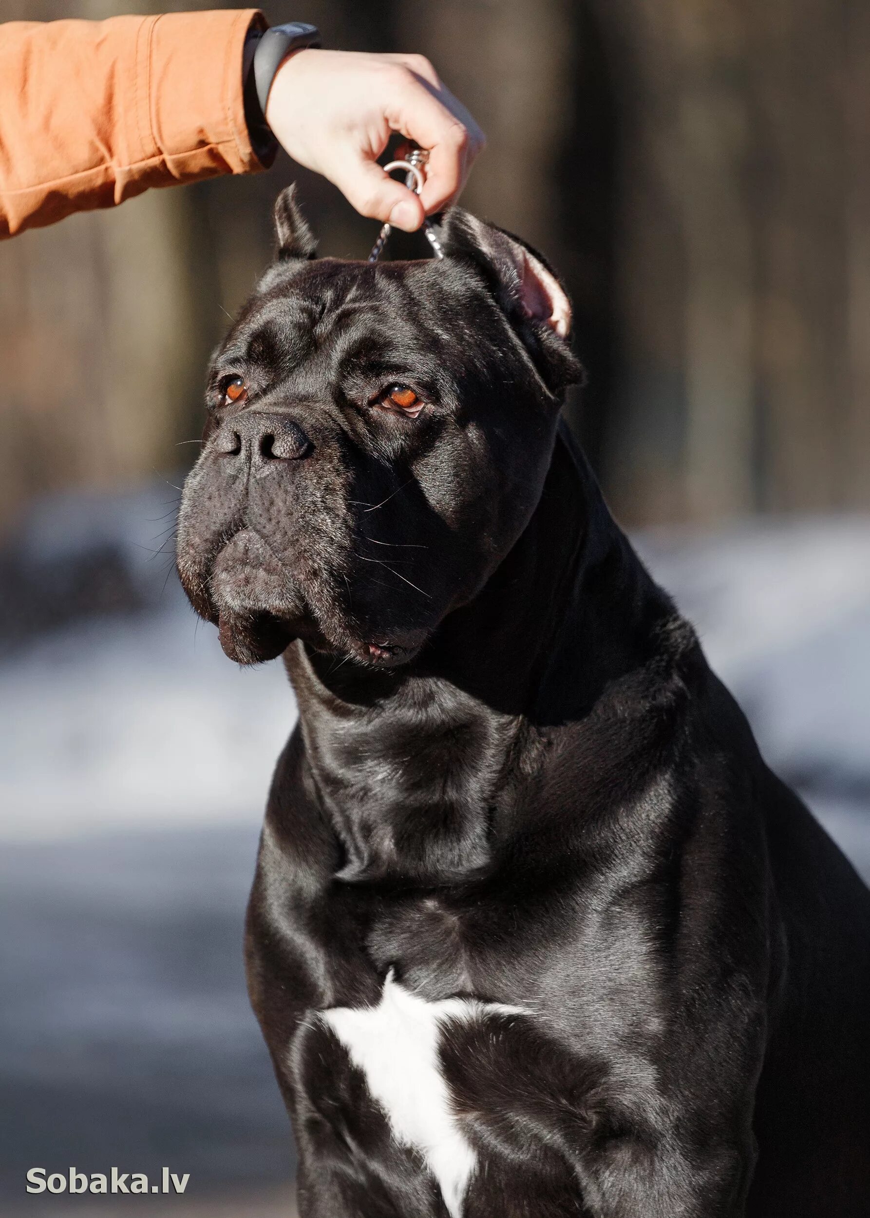 Итальянский кане корсо фото. Итальянский корсо фото. Канни корсан. Кане корсо собака. Итальянский корсо фото.