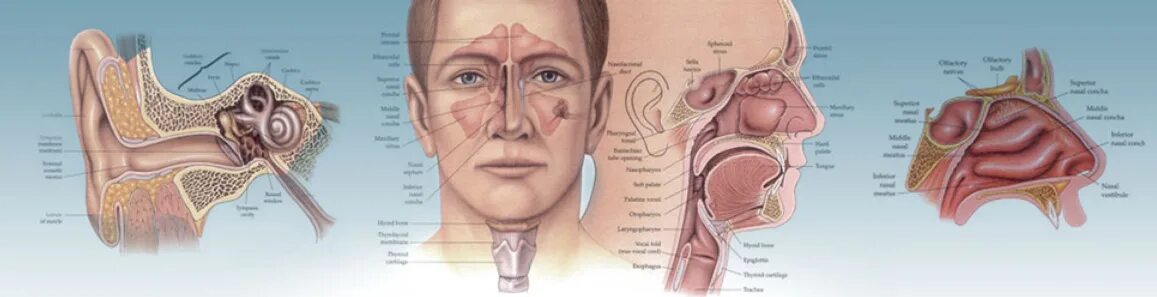 Между носом и ртом. Строение уха и носа человека. Строение носоглотки и уха человека. Строение ухо горло нос человека. Строение ухо глрдо ГЛС.