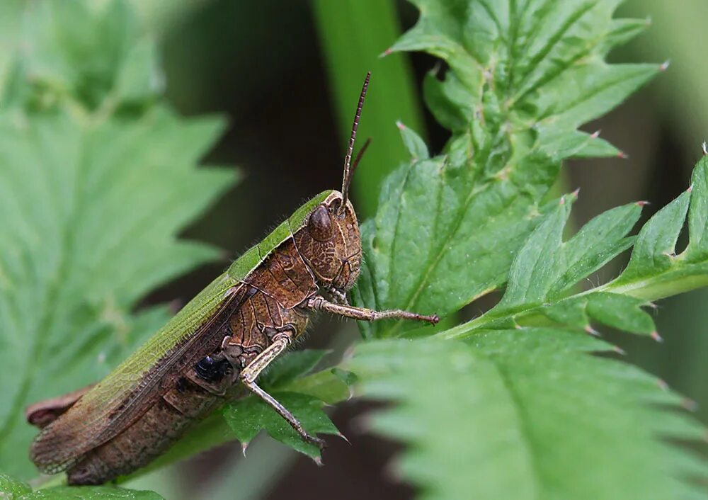 жук скрипач
