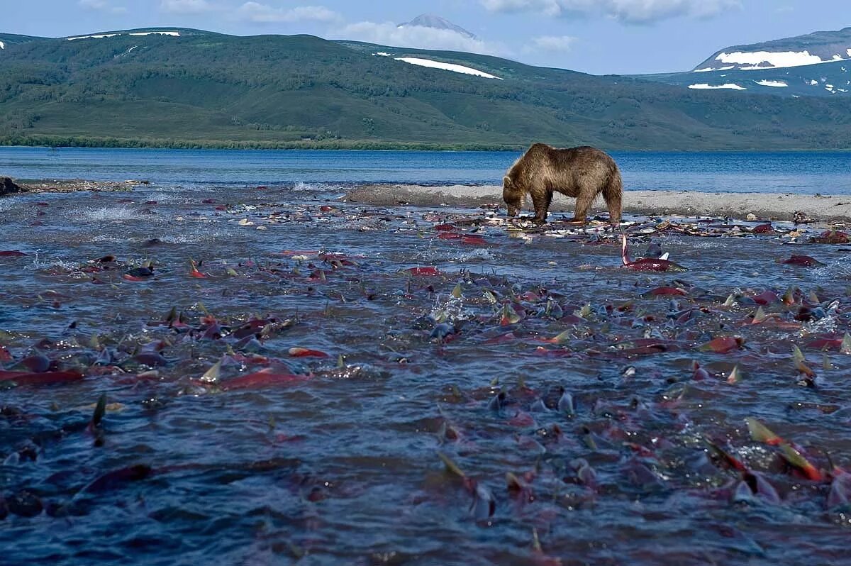 Kamchatka is in the of russia