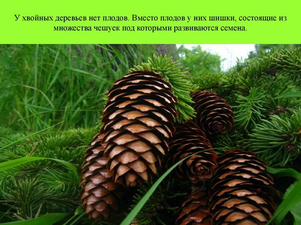 Сравнение в рассказе еловые шишки. Шишки хвойных деревьев. Шишка хвойного дерева. Шишки с названиями. Шишки хвойных деревьев с названиями.