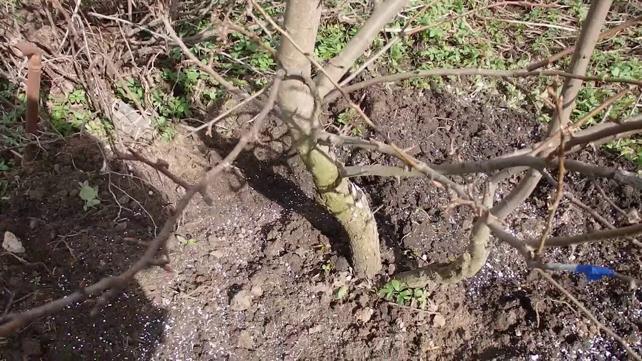 Подкормка груши весной. Подкормка плодовых деревьев. Удобрения для грушевого дерева. Удобрение для яблони. Груша Весеннее удобрение.