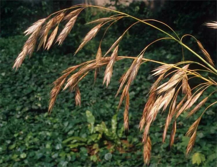 Костер полевой. Костер полевой (Bromus arvensis). Кострец ржаной сорняк. Bromus secalinus. Ежовник Bromus.