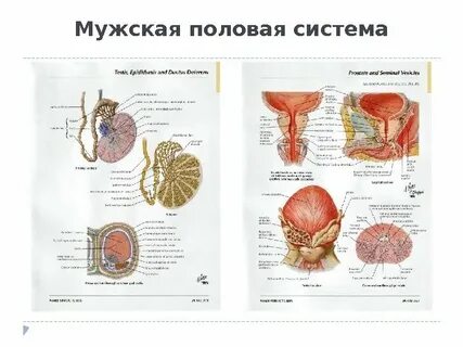 Мочевая половая система