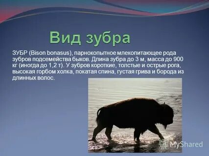 Длина зубра