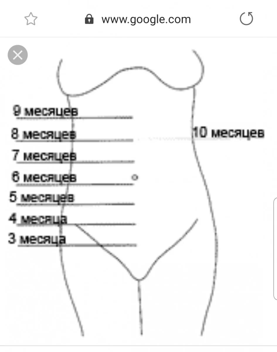 Матка в каком месте. Высота дна матки на 16 неделе беременности. Высота матки в 12 недель беременности. Размер матки на 13 неделе беременности в сантиметрах. Размер матки при беременности 12 недель.