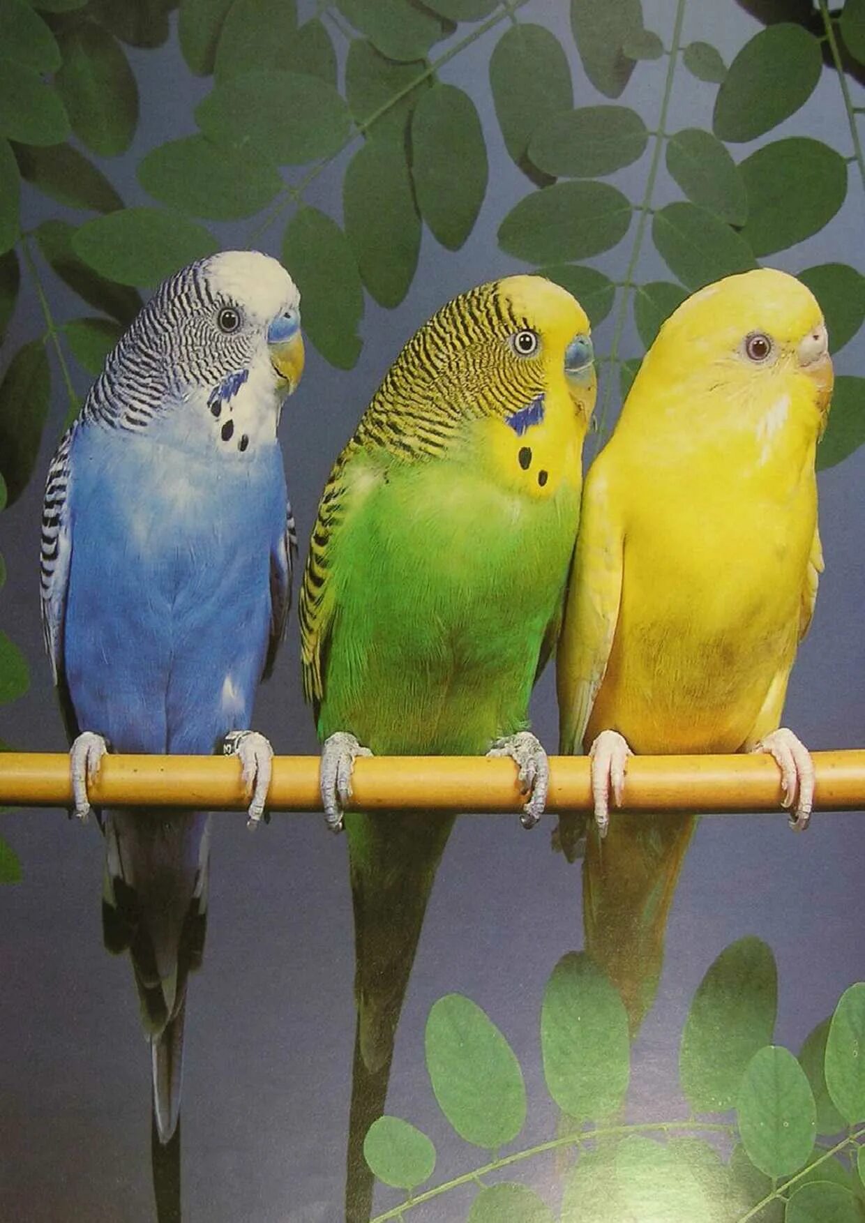 Попугай живет в среднем. Попугаи волнистые попугайчики. Желтоголовый волнистый попугай. Селекционные волнистые попугаи. Волнистые попугайчики размножение.
