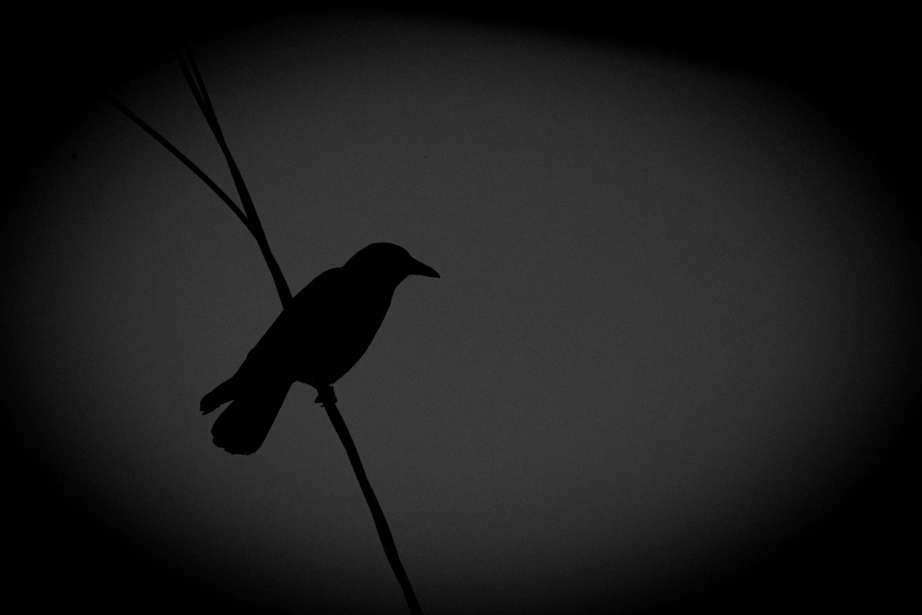 Черно белая ворона. Черная ворона на белом фоне. Белый ворон на черном фоне. Черное изображение.