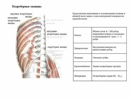Сокращение мышц в грудной клетке