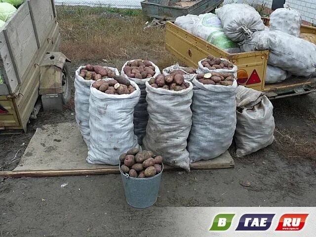 Картофель в сетке. Мешки сетка для картошки. Семья заготовила осенью три мешка картофеля массой 30 кг 32 и 36 схема. Сколько кг в мешке картошки. Картофель в мешках.