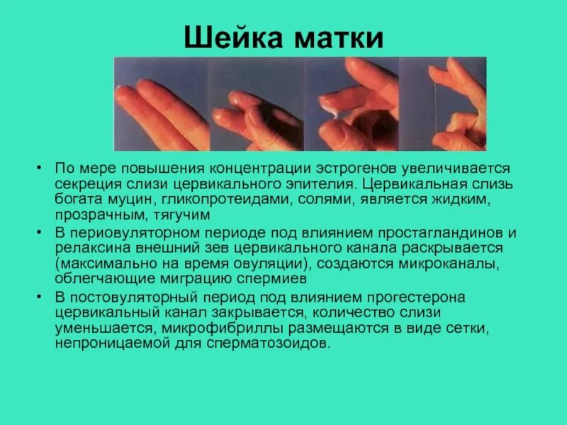 Выделения в период овуляции. Цервикальная слизь по циклу. Периовуляторная цервикальная слизь. Липкая цервикальная слизь.