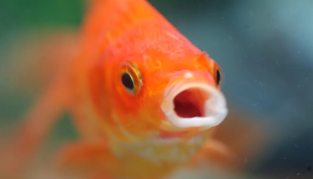 Рыбка открывает рот. Золотая рыбка лупатая. Оранжевая рыба. Золотая рыбка с открытым ртом. Рыбка с красными глазами.