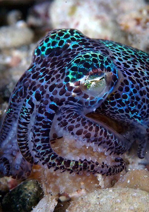 Слизень осьминог. Euprymna berryi. Синекольчатый осьминог. Голубой кольчатый осьминог. Экзотические рыбы.