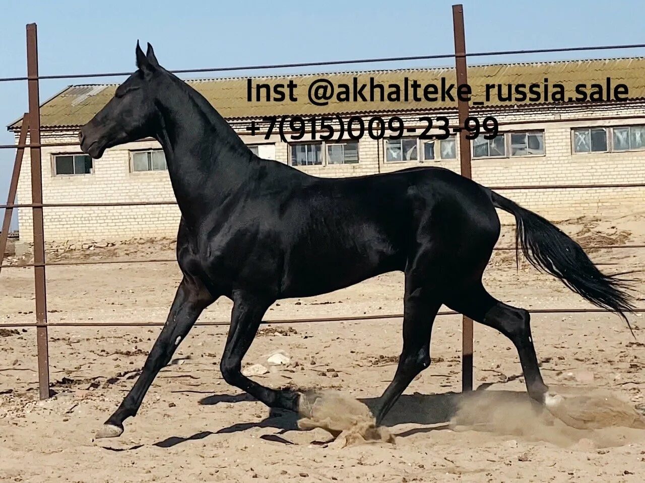 Рассмотрите фотографию коричневой лошади с черными ногами. Рассмотрите фотографию коричневой лошади с черными ногами