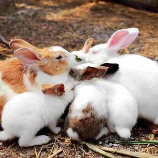 Real bunny