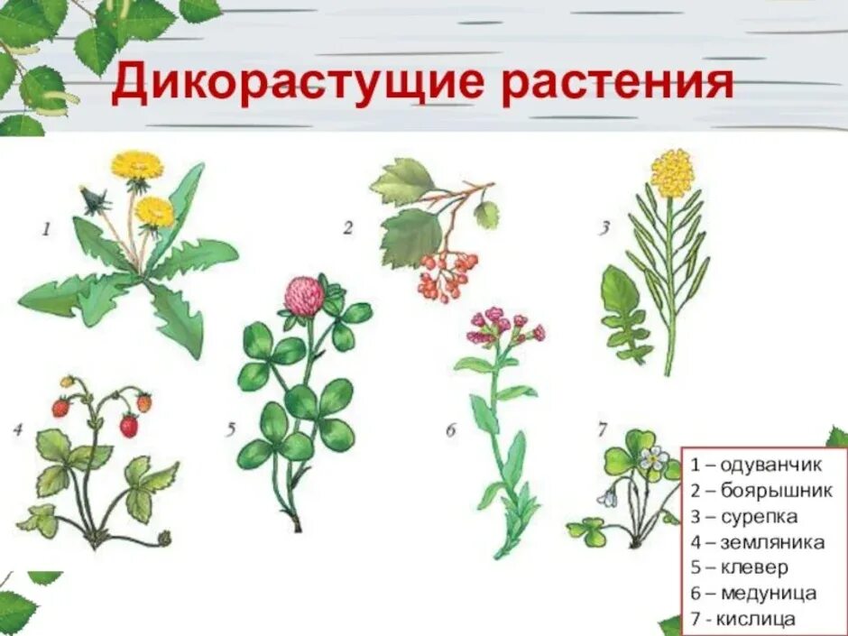 Дикорастущие растения названия 2 класс. Дико растушиерастения. Дикорастущие травы. Дикорастущие растения картинки.