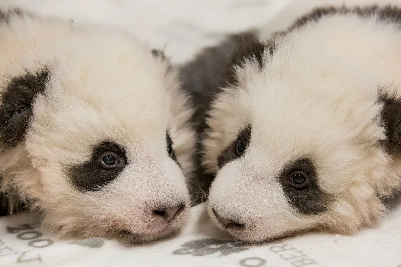 Панда детеныш москва. Панда с детёнышем. Панды с малышом. Новорожденные панды. Детёныш панды новорожденный.