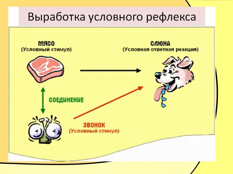 Стимул материал. Выработка условного рефлекса по Павлову схема. Механизм образования условных рефлексов Павлов. Выработка условного рефлекса у собаки Павлова. Условный рефлекс собаки Павлова схема.