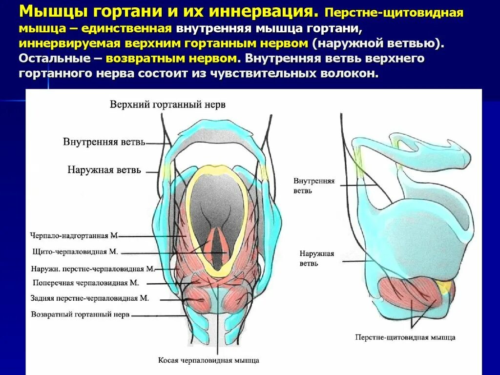 Иннервация мышц гортани. Мышцы голосовых связок