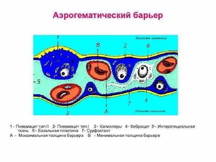 Аэрогематический барьер