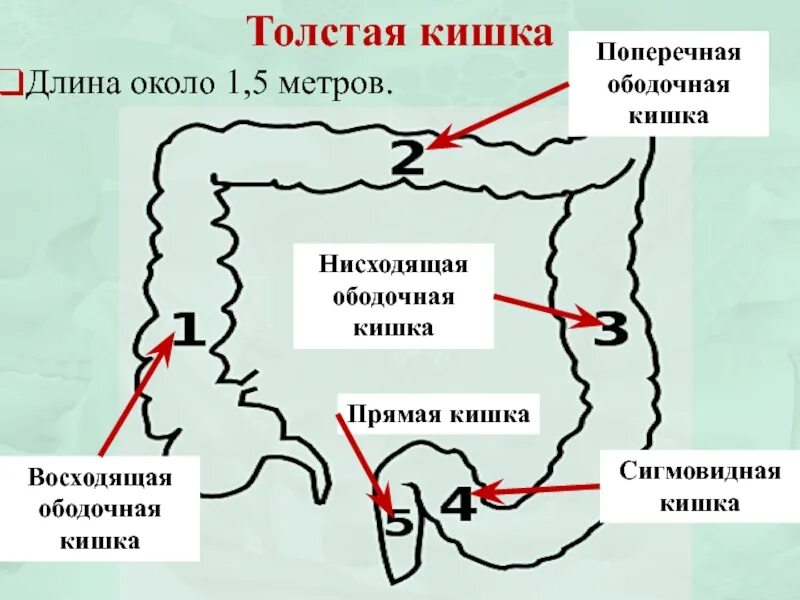 Лимфатические узлы ободочной кишки японская классификация. Японская классификация лимфоузлов толстой кишки. Лимфатические узлы толстой кишки японская классификация. Какой длины толстая кишка