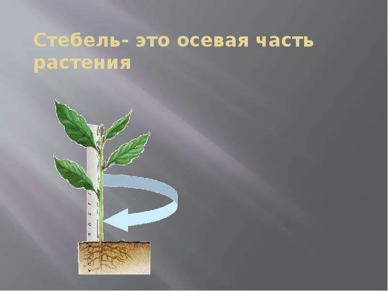 Презентация по теме строение стебля 6 класс. Стебель. части стебля. осевая часть стебля. осевая часть растения.
