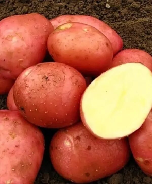 Беллароза картофель характеристика отзывы вкусовые. Картофель Беллароза элита. Картофель семенной ранний Беллароза. Картофель семенной 2кг ранний Беллароза. Сорт картофеля Беллароза.